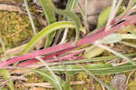 Bigfruit evening primrose